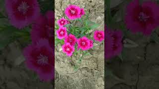 East Malda Bed College Malda