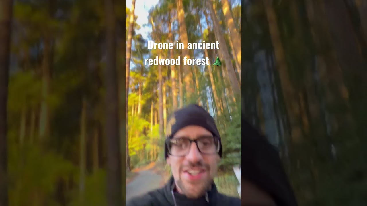 Ancient forest drone footage ✈️ 🌲 