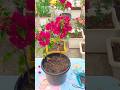 Boganvaliya Saaf Karke Khad Dali | Flower Boost 🌸#short#gardening