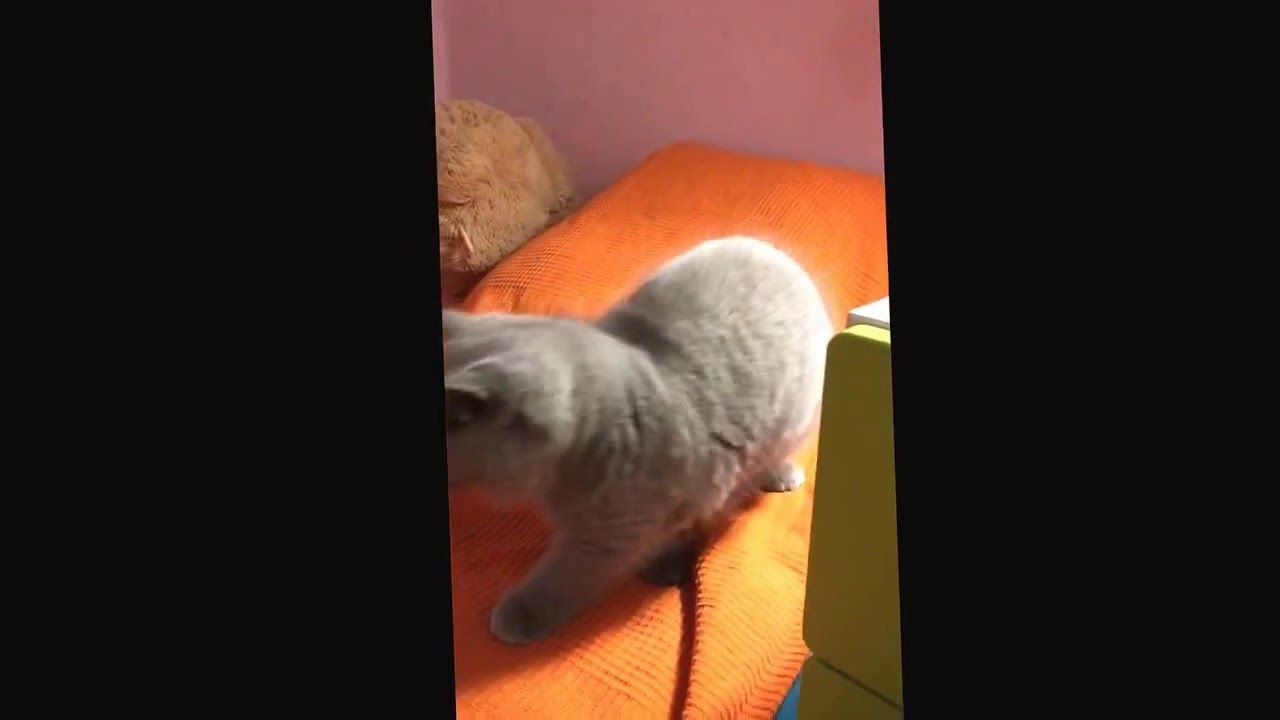 Pl*Gotham FUNKY litter compilation.  ❤️