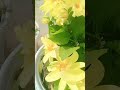 अगर पैसा न हो 😔ll home gardening l flowers #plants #garden #shorts #youtubeshorts #trendingshorts