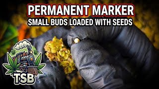 THCA Small Buds - Permanent Marker (indoor smalls)