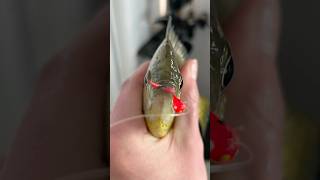 Ice Fishing in a SnoBear