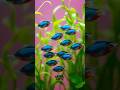 Interesting facts about Neon Tetrafish. #fish #animals #wildlife #shorts