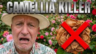 STOP! You are Killing Your Camellias - 5 Critical Mistakes
