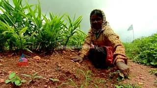 NallaMannu: 2014 videos - The story of declining ginger farming in Wayanad: Nallamannu 26th July: നല്ലമണ്ണ്