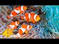 Aquarium 4k ultra  beautiful coral reef fish  sleep relaxing meditation music