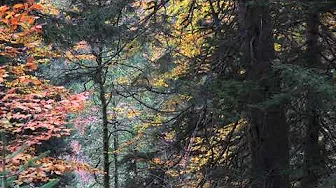 4K Deep Forest - 1 Hour NO LOOP Birdsong - Robin & Blackbird Singing - Relaxing Nature Ambiance 4K Deep Forest - 1 Hour NO LOOP Birdsong - Robin & Blackbird Singing - Relaxing Nature Ambiance