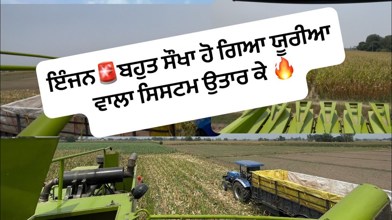 ਮੱਕੀ 🌽ਵੱਡੀ ਦੀ ਮਗਰੋਂ ਆ ਵਿੱਕ ਪਹਿਲਾ ਜਾਂਦੀ ਆ🚨