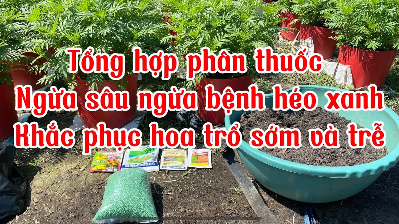 Khắc phục hoa vạn thọ trỗ sớm,trễ và ngừa sâu bệnh héo xanh