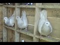 Flight Focus : Roller Pigeon Update 2025 : 4