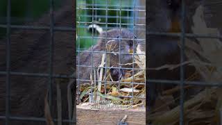 Kernow Conservation joins European Rewilding Network | Water vole release in Southern Cornwall