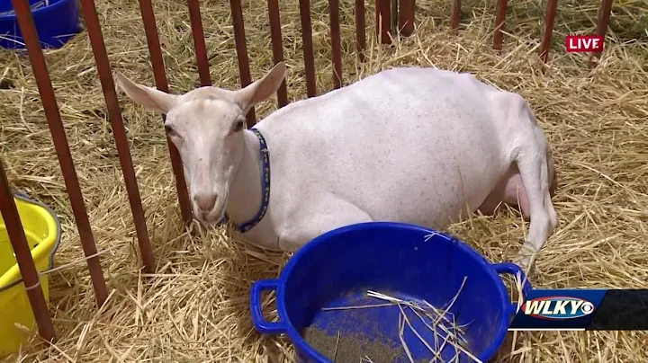 Youth livestock shows kick off at Kentucky State Fair