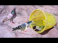Easy Pigeon Bird Trap Using Basket & Hole / How To Make Pigeon Bird Trap