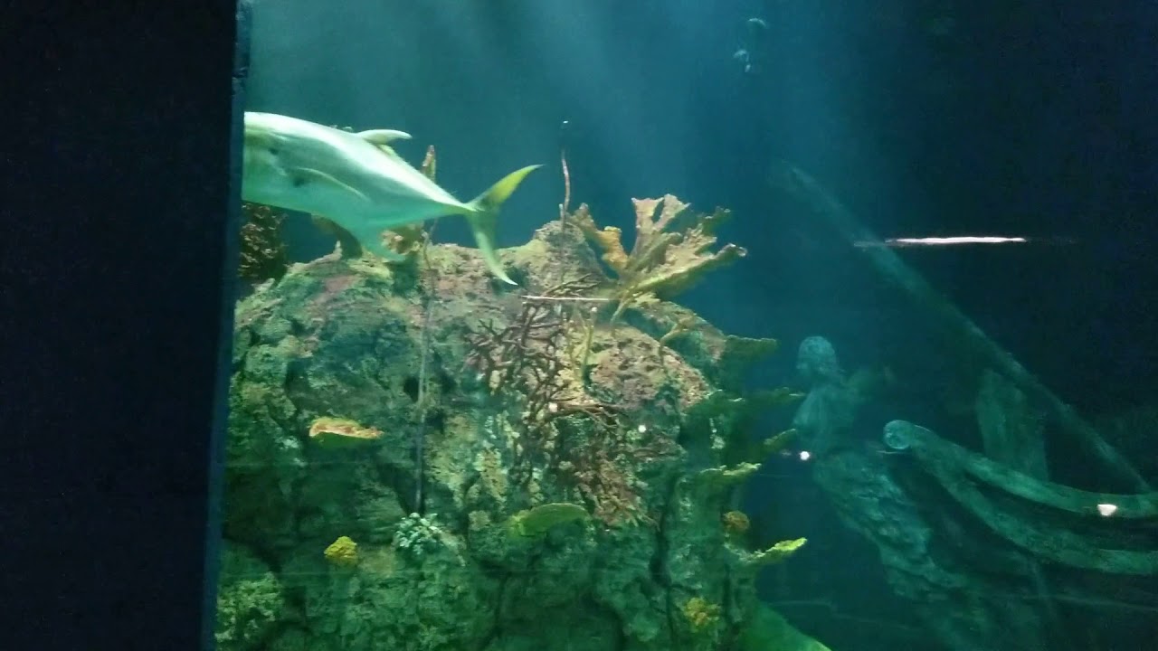 Galveston texas aquarium moody gardens YouTube