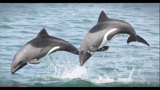 Benguela Dolphins