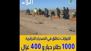 شاهدوا .. حاكم دبي يطلق 1000 طائر حبار و 400 غزال في صحراء النعامة بالجزائر