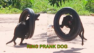 Wow ! New Prank Ring Prank Dog very Funny try not to laugh @MisterFunTube