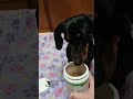 Open #NaturVet Advanced Probiotics &amp; Enzymes. #dachshund #doxie #sausagedog #bassotto #wienerdogs