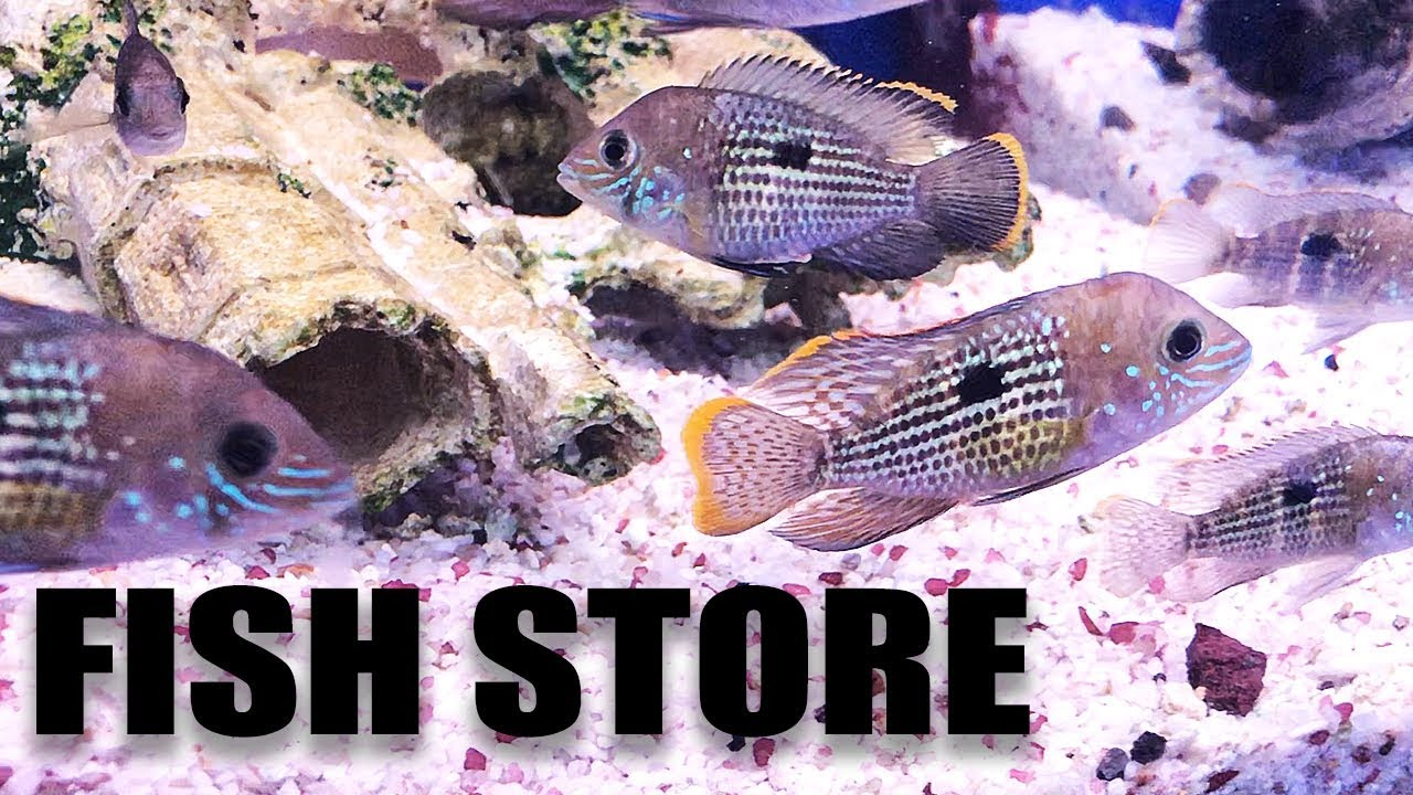 my saltwater fish store