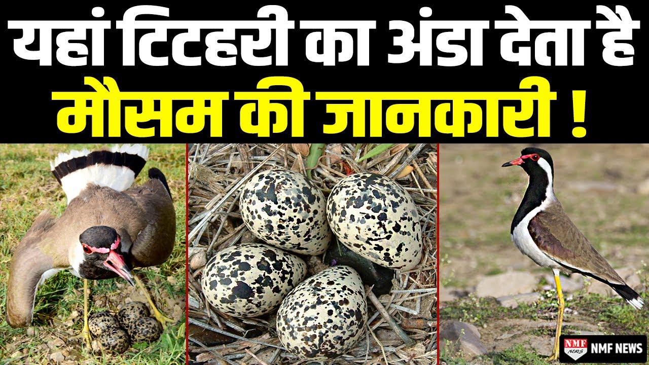 वो जगह... जहां टिटहरी का अंडा बताता है कि बारिश होगी या नहीं !