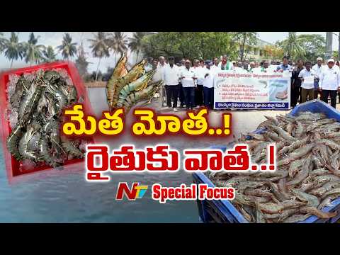 పెట్టుబడుల భారంతో రొయ్య రైతు విలవిల.. మేత ధరల కు అడ్డుకట్ట వేసేదెవరు?| Shrimp Farmers | Focus | NTV - NTVTELUGU