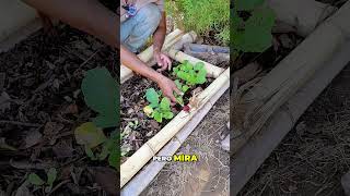 Rabanitos Tiernos: Cosecha Fácil y Deliciosa #shorts