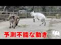 【生後6日】横っとび予測不能な走りを見せる「こまめの子」 2026年3月29日 #ヤギ牧場