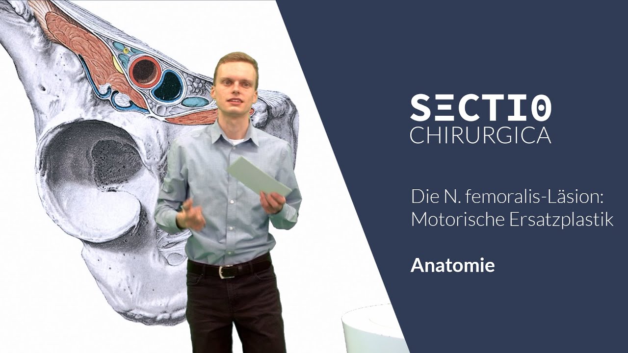 Motorische Ersatzplastik: Anatomie