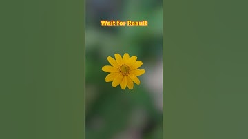 Flower Photography | Mobile  Photography idea | Snapseed & Lightroom #photography