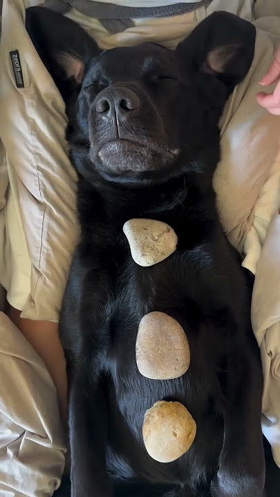 My dog booked a hot stone massage!! (Snore warning) 💤 🐽 #dog #massage #asmr #dogmom #dogshorts