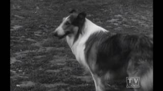 Ranger Cory Lassie(Season11 Eps.31 Long Ears)