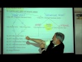 ANATOMY; CIRCULATORY SYSTEM; PART 3 by Professor Fink