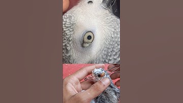 botfly removal #birds #botfly #shorts #shortvideo