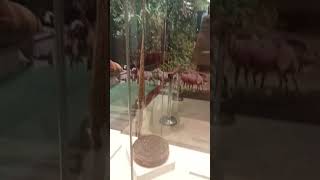 Denizli Kent Müzesi #denizlimekan #denizli #museum #müzeler #masallar #shorts #shortvideo #new