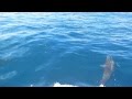 Tahiti aventures jet ski  dauphins