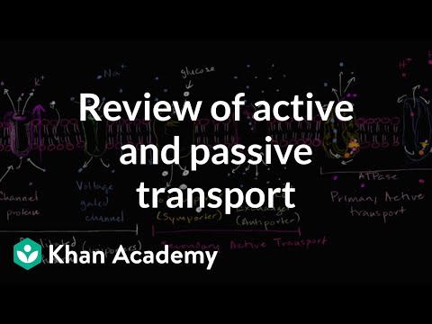 Uniporters, symporters and antiporters | Biology | Khan Academy