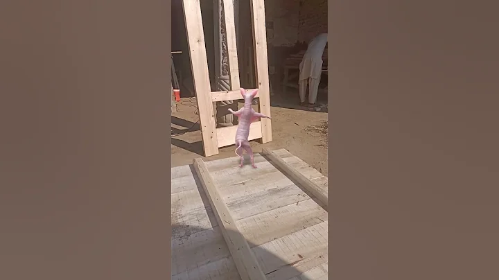 Watch the video about Dancing sphynx cat #sphynxdance #cat #sphynx #catbreed #youtubeshorts #funny #sphynxlife #hairless