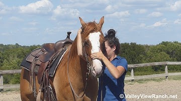 Danny***For info, price, etc., go to our website***ValleyViewRanch.net