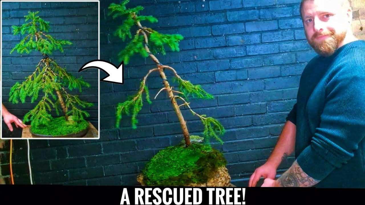 Norway Spruce for Bonsai - Picea abies