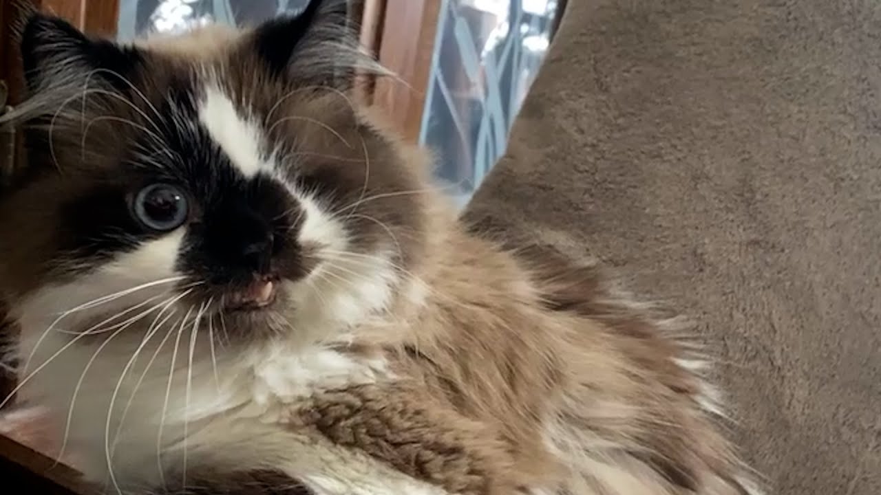 Playful One-Eyed Cat Cricket | The Koala - YouTube