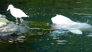 20100208 BelugaSeagullPlay 001