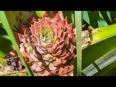 My first garden pineapple ever!