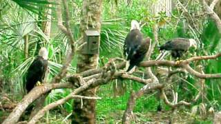 Bald Eagle Taking a shit at Brevard Zoo Florida