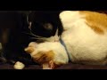 Cuddling kitties kissing and grooming