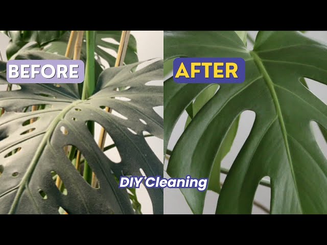 How to Clean Plant Leaves and Make Them Shine | Easy Way to Clean Plants -  YouTube