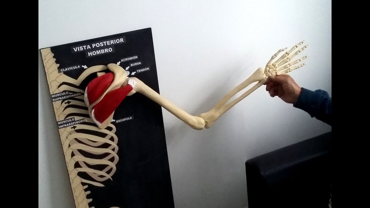 Modelo anatómico del hombro con articulación, huesos y músculos