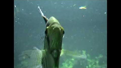 Bioskope - All I Got From You (Official Video)