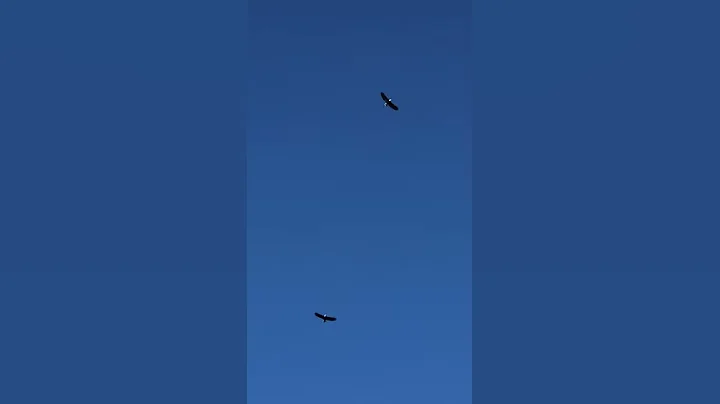 Eagles