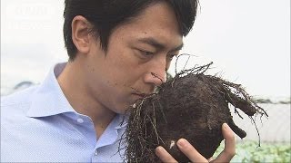 小泉進次郎議員が農家でイモ堀り　全国行脚へ・・・(16/09/23)